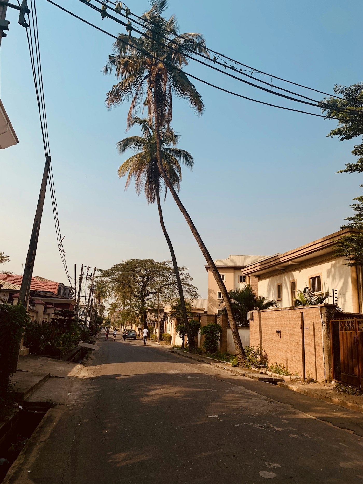 A quiet residential street with tall palm trees, in black and white